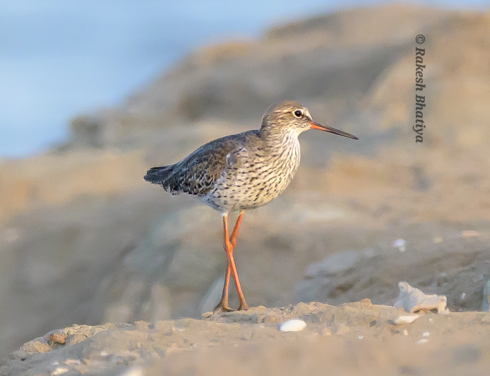 Common Redshank